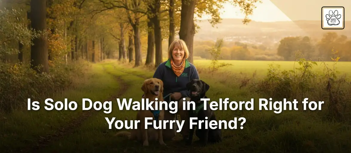 Is Solo Dog Walking in Telford Right for Your Furry Friend?